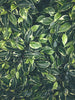 Buxus snoeien: De beste technieken en tips - Doika
