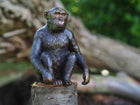 Bronzen beeld Chimpansee 15x9x12cm - Doika - Bronzen beeld - Doika - 5410807013311 - AN1331BR-B
