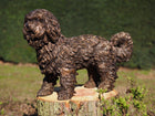 Bronzen beeld Labradoodle puppy 42x22x58cm - Doika - Bronzen beeld - Doika - 5410807584545 - B58454