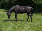 Bronzen beeld Paard hoofd naar omlaag 150x55x230cm 300kg - Doika - Bronzen beeld - Doika - 5410807011553 - B1155R