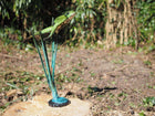 Bronzen beeld Springende kikker (naar boven) 82x26x53cm - Doika - Bronzen beeld - Doika - 5410807505342 - B50534