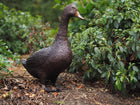 Bronzen beeld Staande eend 48x19x50cm - Doika - Bronzen beeld - Doika - 5410807112670 - GA1267BR-B